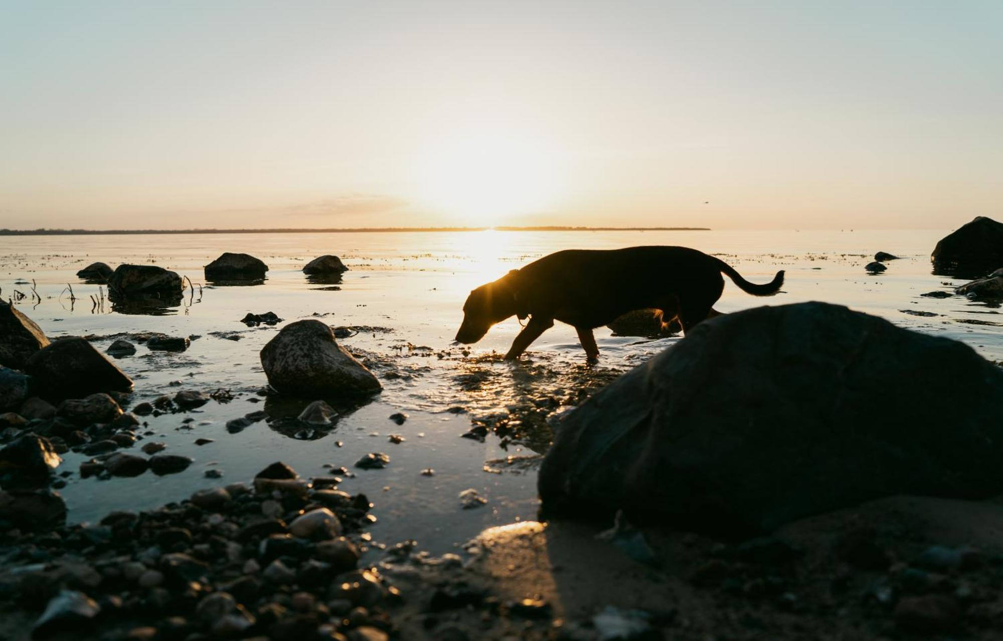 Tallskog - Dein Apartment Am Naturstrand Hohen Wieschendorf Hohenkirchen  Dış mekan fotoğraf